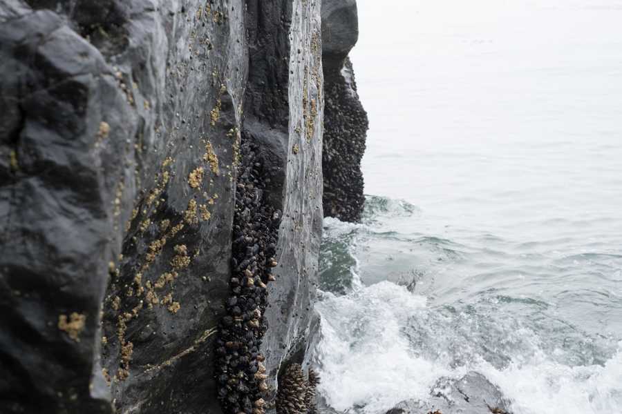 A rock with some barnacles